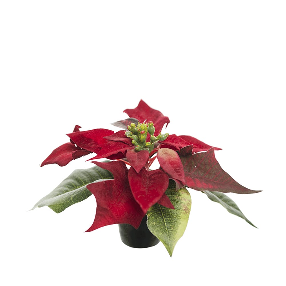 Konstväxt Julstjärna 10 cm från Mr. Plant
