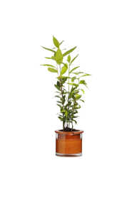 Kruka Wet Pot S
