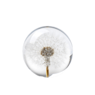 Dandelion Pappersvikt